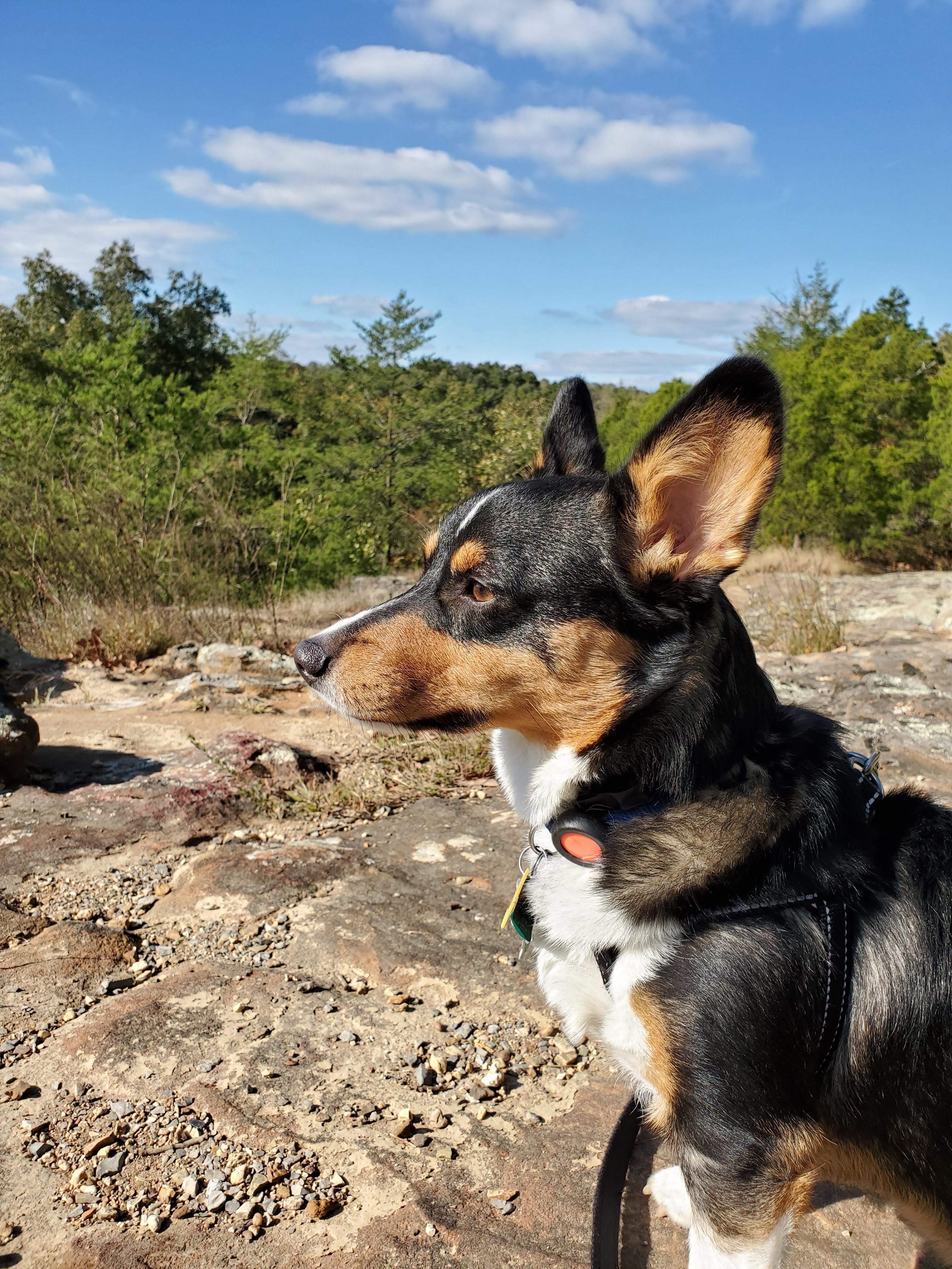 Photo of dog staring