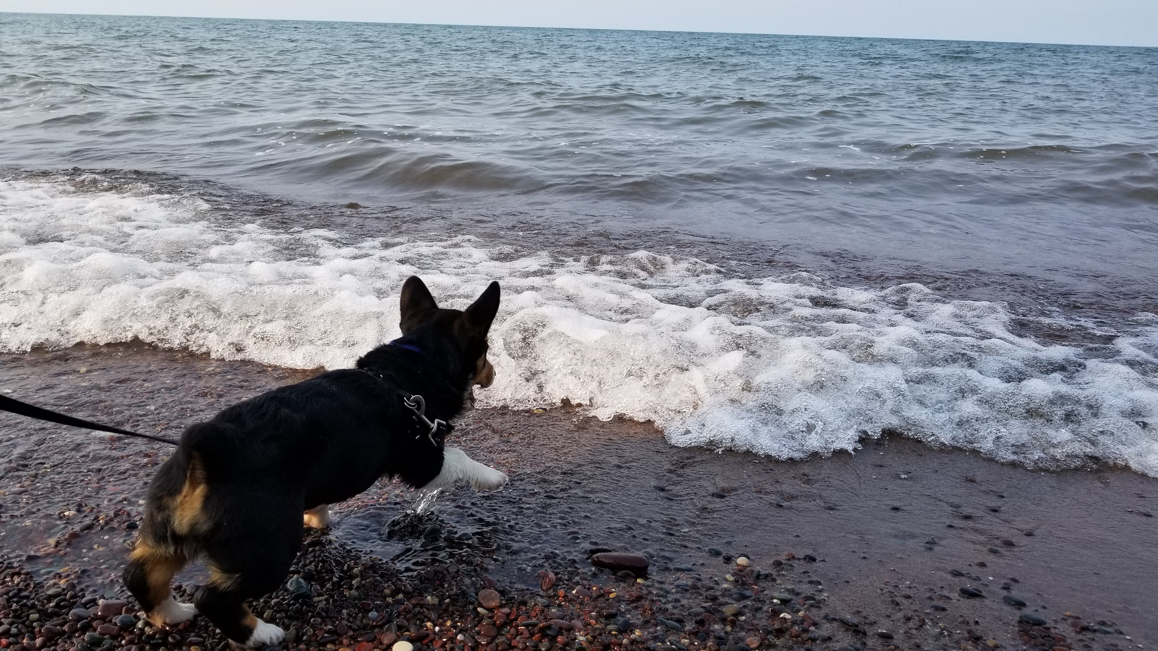 dog approaches water