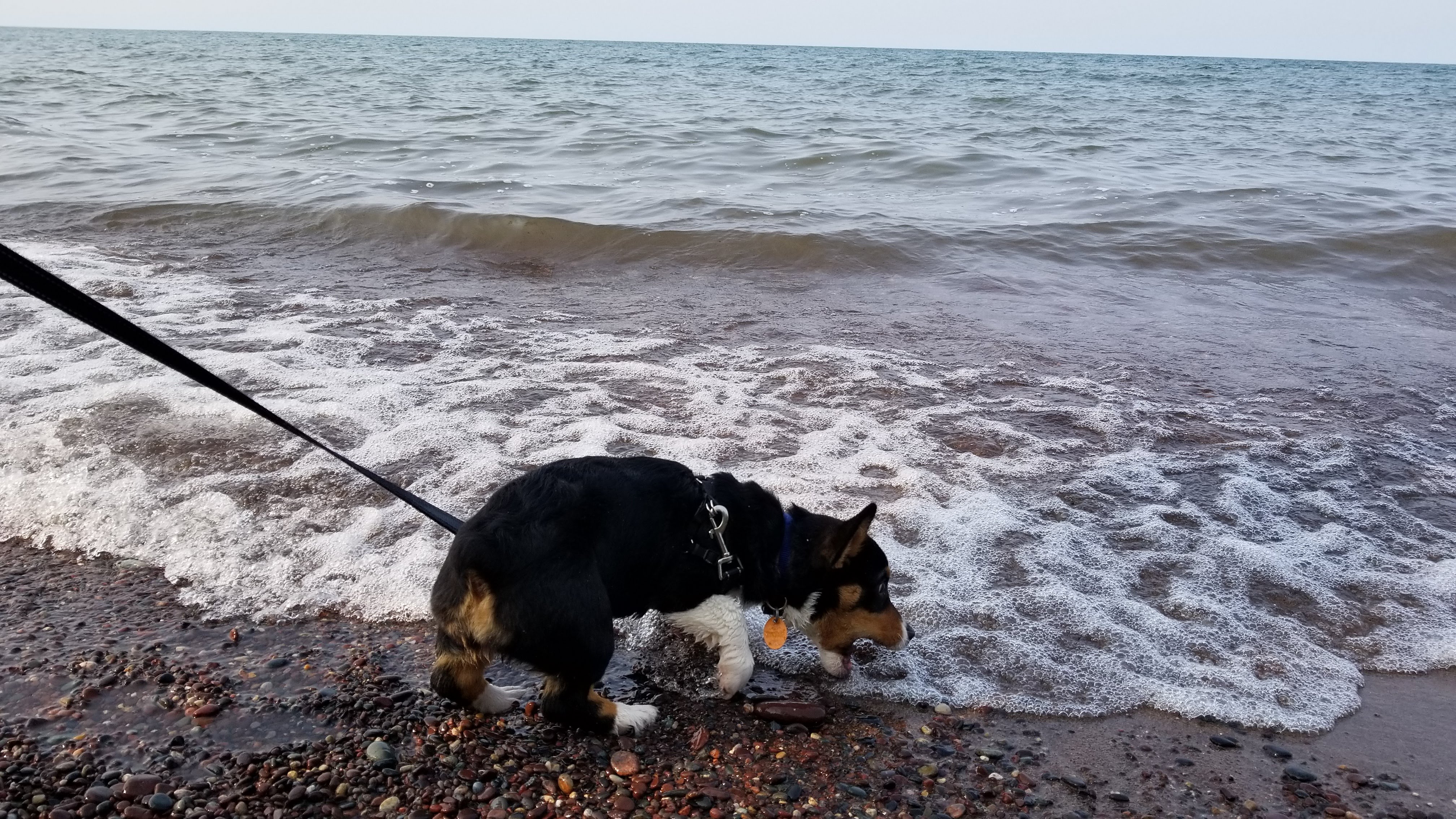 dog attacks water